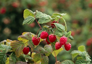 Images Dated 24th May 2004: Raspberry Print