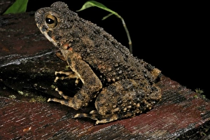 Gunung Mulu National Park Prints: River toad