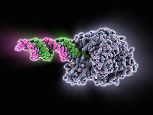 RNA-induced silencing complex (RISC) Print