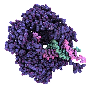 Molecular Biology Models Prints: RNA polymerase alpha subunit