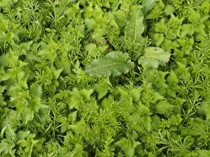 Spring Foliage Prints: Roadside verge in spring