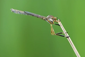 Insect Photography Poland Prints: Robber fly