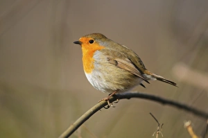 Robin Bird Prints: Robin perched on a plant stem