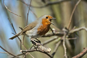 European Robin Print - A European robin perched in a tree branch