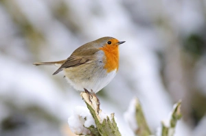 January Bird Photography Prints: Robin in the snow