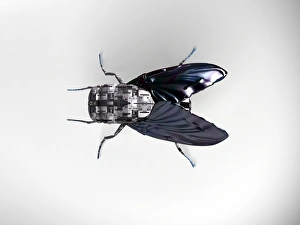 Prints of Robot fly, computer artwork Images Dated 2006 September: Robot Fly Print, Computer Artwork
