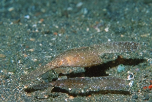Thailand Wildlife Photos Prints: Robust ghost pipefish