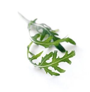 Arugula Salad Ideas Prints: Rocket leaves