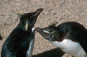 Preening Birds Prints: Rockhopper penguins