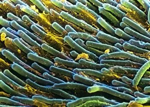 Images Dated 5th September 2000: Rod cells