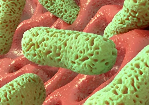 Rod-shaped bacteria Print