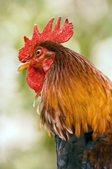 Farm Animal Prints: Rooster