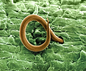 SEM Images Prints: Root-knot nematode larva, SEM