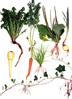 Images Dated 24th August 2007: Root systems Print, a photograph showing various plant root structures