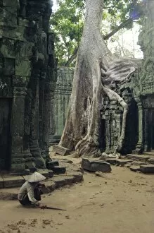 Images Dated 24th February 2004: Roots of a kapok tree