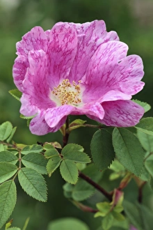 European Wild Roses Prints: Rosa Cantab