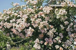 Summer Blooming Flowers Prints: Rosa Open Arms syn. Chewpixcel