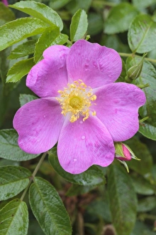 Botanical Images Prints: Rosa Playtime