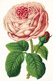 Rose Petals Prints: Rose