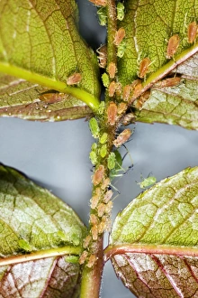 Aphid Infestation Prints: Rose aphids