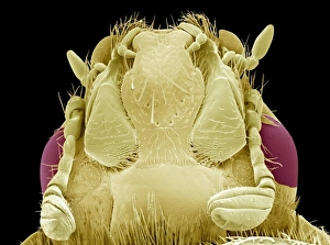 Prints of Rose chafer beetle. Coloured scanning electron micrograph (SEM) of a rose chafer beetle (Rhamphorrhina splendens), showing its underside Images Dated 2008 April: Rose Chafer Beetle Print, SEM image of underside