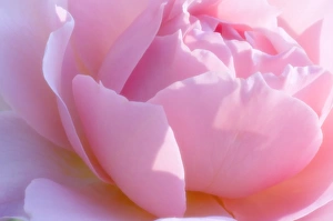 Rosa Species Prints: Rose flower