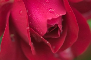 Rosa Species Prints: Rose petals