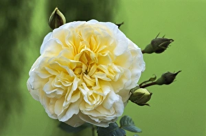 English Garden Flowers Prints: Rose (Rosa Perpetually Yours )