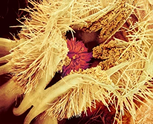 Rosebay pollination, SEM Rosebay pollination, SEM