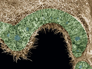 Coloured Scanning Electron Micrograph SEM Prints: Rosemary leaf structure, SEM