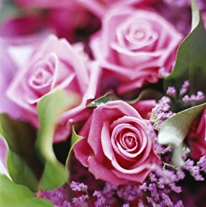 Rose Flowers Prints: Roses
