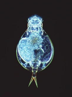 Rotifer Worm Print