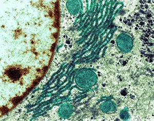 Rough Endoplasmic Reticulum Print, TEM