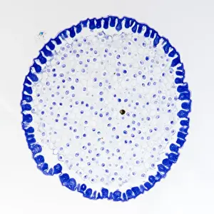 Roundworm Germ Cells Print