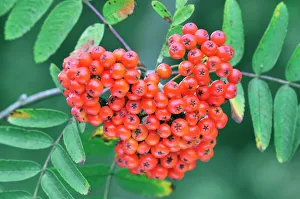 Rowan Berries Print