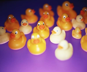 Rubber Duck Print - Assorted Sizes and Types