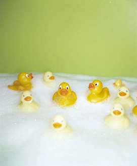 Prints of Rubber ducks in a foamy bath Images Dated 2003 February: Rubber Duck Print in a Foamy Bath