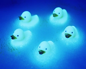 Prints of Rubber ducks. Glowing rubber duck toys floating in a ring formation in a foamy bath Images Dated 2003 February: Glowing Rubber Duck Print