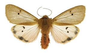 Spanish Insects Prints: Ruby tiger moth C016 / 2233
