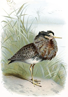 Prints of Ruff. Historical artwork of a male ruff (Philomachus pugnax), a wading bird. Only the male has the prominent collar of display feathers that gives this bird its name Images Dated 2004 January: Male Ruff Print