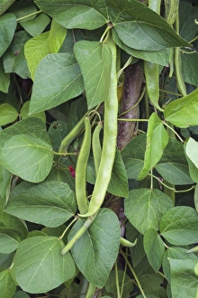 Vegetable Plant Images Prints: Runner bean Lady Di
