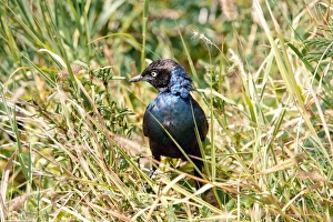 Ornithology Photography Prints: Ruppells starling