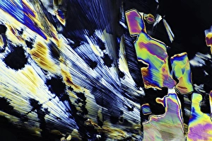 Polarised Light Microscopy Prints: Saccharin crystals, light micrograph