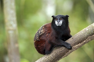 Amazon Rainforest Wildlife Prints: Saddle-back tamarin
