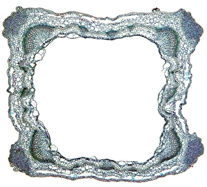 Vascular Bundle Structure Prints: Sage stem, light micrograph