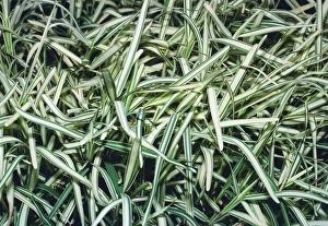Saint Augustine grass (Stenotaphrum sp.) Saint Augustine grass (Stenotaphrum sp.)