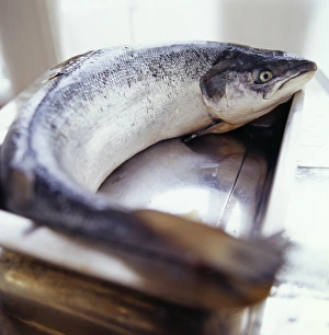 Atlantic Salmon Prints: Salmon