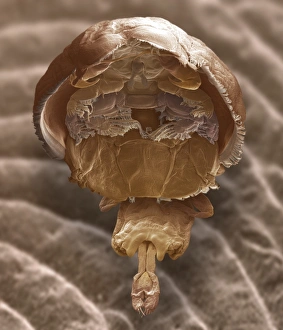 Salmon louse, SEM Salmon louse, SEM