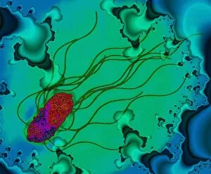 Images Dated 24th April 2001: Salmonella bacterium
