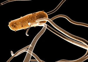 Salmonella Bacteria Prints: Salmonella bacterium, computer artwork